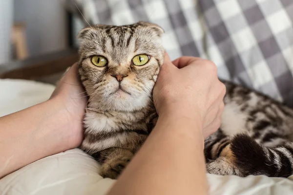 Uma pessoa acariciando as mãos gato surpreso Scottish Fold — Fotografia de Stock