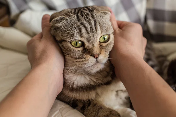 Uma pessoa acariciando as mãos gato surpreso Scottish Fold — Fotografia de Stock