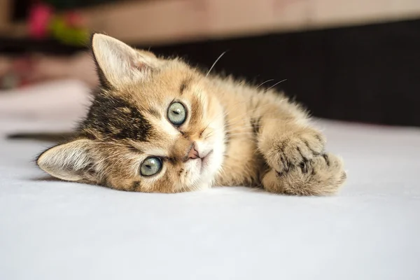 Pequeno bonito gatinho britânico dourado chinchila ticked deitado no oi — Fotografia de Stock