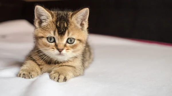 Küçük güzel yavru kedi İngiliz altın chinchilla yatıyordu aşağı üzerinde Bilet — Stok fotoğraf