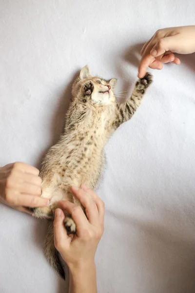 Pessoas estão jogando gatinho britânico chinchila dourada ticked — Fotografia de Stock