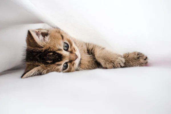 Pretty kitten British golden chinchilla ticked lying on his side — Stock Photo, Image