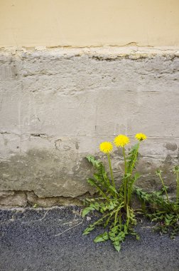 Karahindiba bir çatlak kaldırım ile büyüdü 