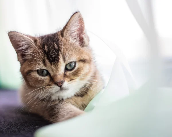 Cute fluffy kitten British golden chinchilla is ticked about tra — Stock Photo, Image