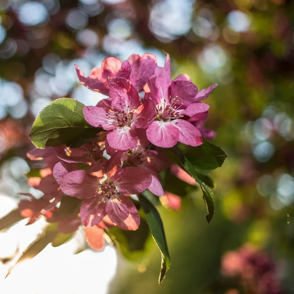Kaunis omenapuiden kukkia auringonlaskussa lämmin kevät eveni — kuvapankkivalokuva
