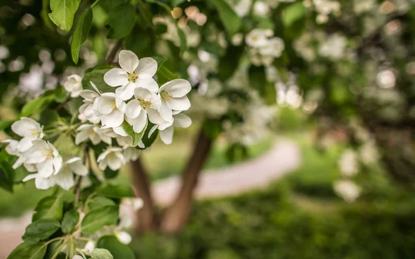Blooming apple tree in the garden in spring — Stock Photo, Image