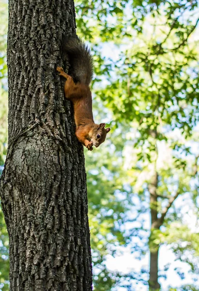 Ruda wiewiórka siedzi głową w dół na drzewa jeść orzechów holdin — Zdjęcie stockowe