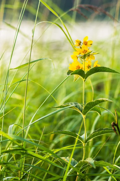 黄色の花びらを持つ花を緑の芝生でのクローズ アップ — ストック写真
