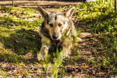 melez köpekler yalan üzerinde sessiz üzücü bakışla bir orman iz