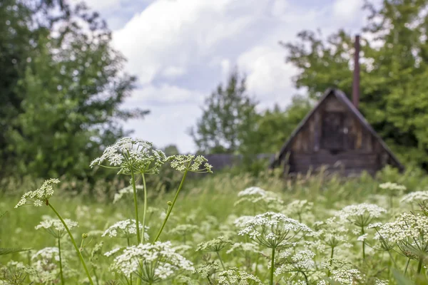 Gras en bloemen in het veld, op de achtergrond een dorp hous — Stockfoto