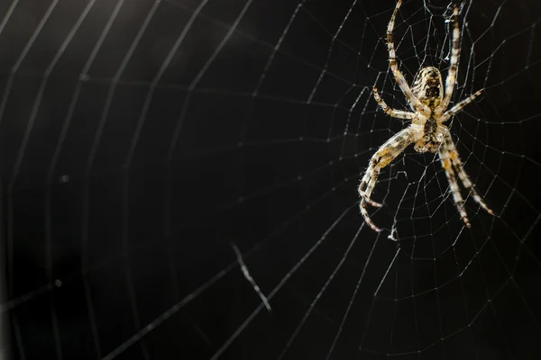 Araña colgando en la web — Foto de Stock