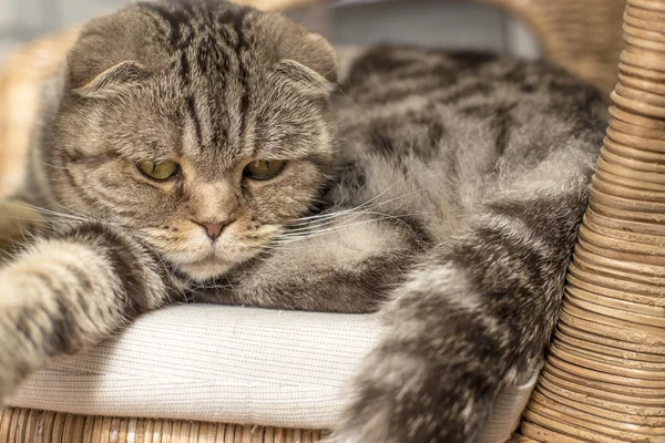Sad cat lies on a rattan chair — Stock Photo, Image