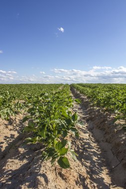 Kırsal alanda patates tarlası