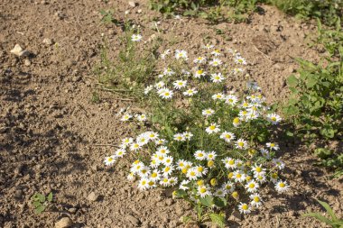 Daisy güzel çiçekler büyür sıcak güneşin altında kum üzerinde