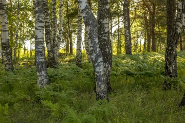 Grove yeşil arasında bir fern huş ağacı 