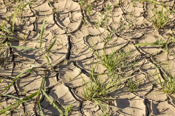 荒れて乾燥した土地と熱い太陽の下で緑の草 — ストック写真