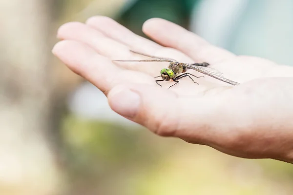 Bela libélula com um danificado a asa senta-se em um humano seu — Fotografia de Stock