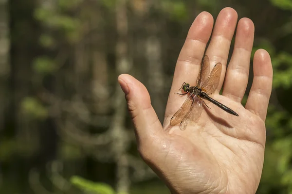 Bela libélula com um danificado a asa senta-se em um humano seu — Fotografia de Stock