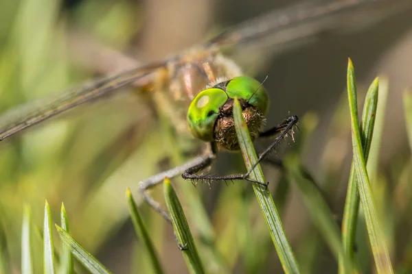 Belle libellule est assis sur des aiguilles de pin gros plan — Photo