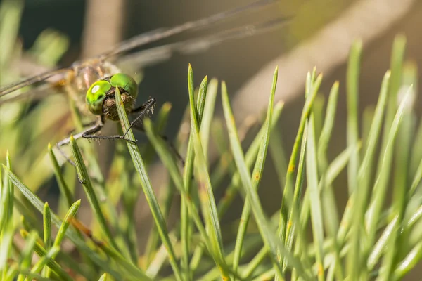 Belle libellule est assis sur des aiguilles de pin gros plan — Photo