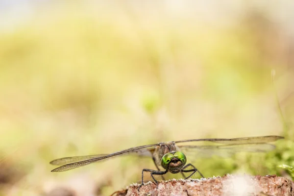 A libélula bonita senta-se no pequeno do toco de árvore de pinheiro close-u — Fotografia de Stock