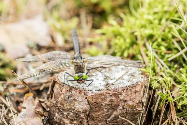 A libélula bonita senta-se no pequeno do toco de árvore de pinheiro close-u — Fotografia de Stock