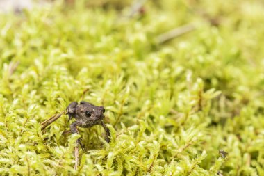 Sevimli küçük kurbağa yosun güneşli gün oturuyor