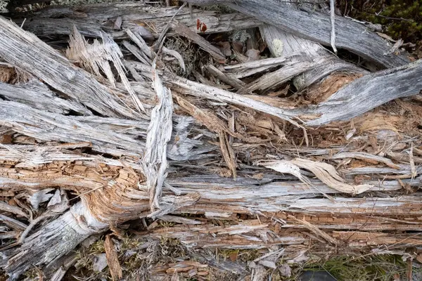 Çürümüş ağaç gövdesi dışarıda toza dönüştü. Üst görünüm. — Stok fotoğraf