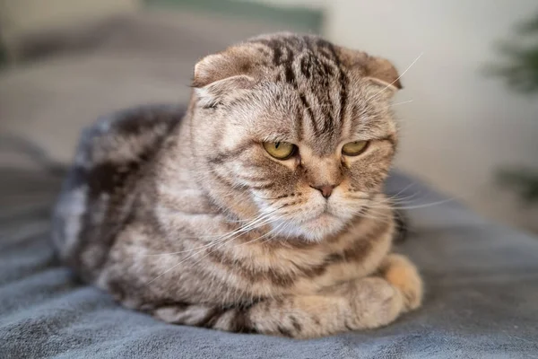 Verärgerte Katze Scottish Fold schaut nachdenklich auf der Couch liegend. Nahaufnahme. Konzept der psychologischen Gesundheit von Tieren. — Stockfoto