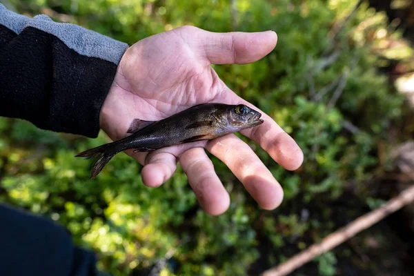 Pêcheur a attrapé un petit poisson et le tient dans sa paume, sur un fond d'herbe verte, un jour d'été. — Photo