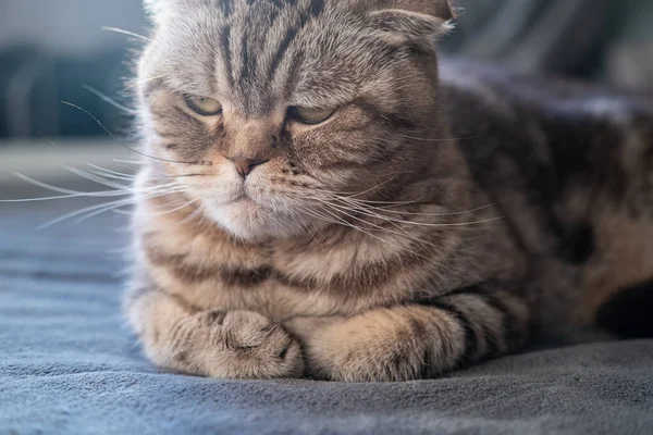 Sério, gato descontente Scottish Fold olha pensadamente com pernas dobradas e deitado em um sofá macio. Close-up. — Fotografia de Stock