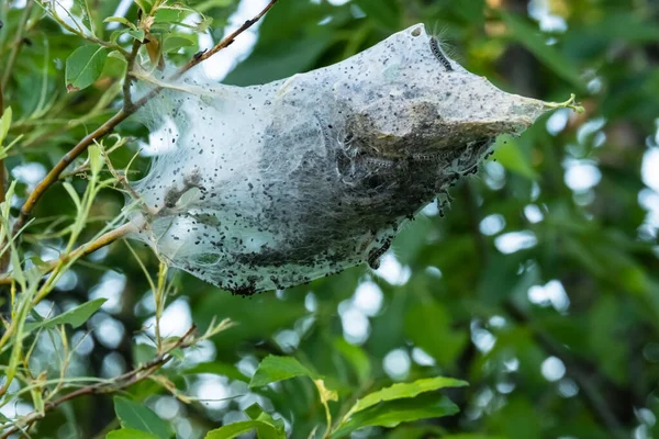 Bozzolo con bruchi da una tela su un ramo di cespuglio, su uno sfondo di verde, in estate. — Foto Stock