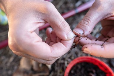Balıkçı elleri bir yaz günü balık tutmaya hazırlanmak için bir solucanı oltaya takar. Üst görünüm. 