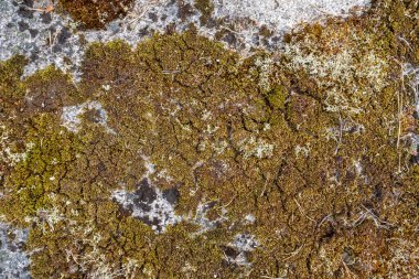 Granit kayalık bir duvarda yaşlı yosunları çatlattım. Doğal desenli yüzey. Boşluğu kopyala.