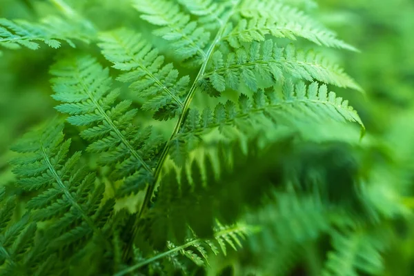 Rama de helecho, sobre un fondo de vegetación. Textura natural. —  Fotos de Stock