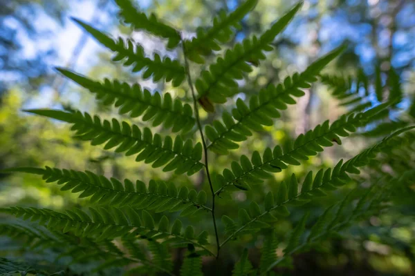 Beautiful branch of a fern, against a blurred background of sky and forest. — Stock Photo, Image