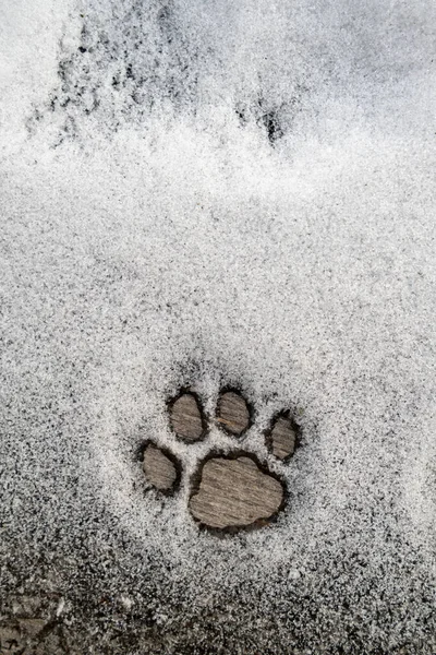Perfektní kočičí stopa ve sněhu na dřevěné textuře. Kopírovat prostor. — Stock fotografie