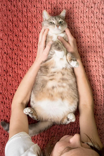 Imádnivaló kövér macska fekszik a szőnyegen a nő karjaiban, és izgatottnak tűnik.. — Stock Fotó