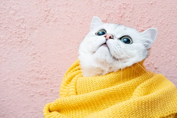 Gato bonito em um lenço amarelo que olha com interesse, em um fundo rosa. Está pronto para o inverno frio. Espaço de cópia. — Fotografia de Stock