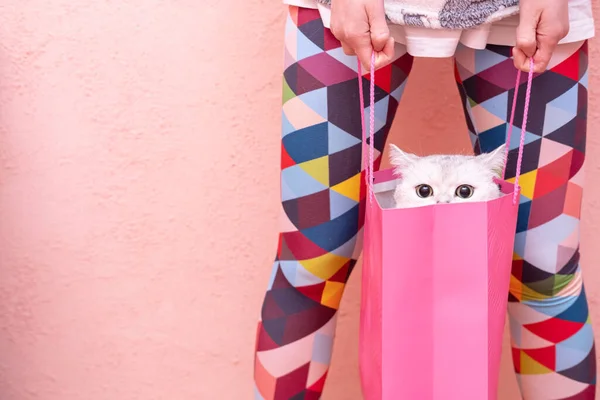 Μια αξιολάτρευτη γάτα κάθεται σε μια τσάντα δώρο που πραγματοποιήθηκε από μια γυναίκα σε πολύχρωμο καλσόν, σε ένα ροζ φόντο. Αντιγραφή χώρου. — Φωτογραφία Αρχείου