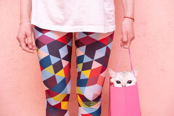 A funny cat sits in a gift bag held by a woman in multi-colored tights, on a pink background. Lifestyle. — Stock Photo, Image