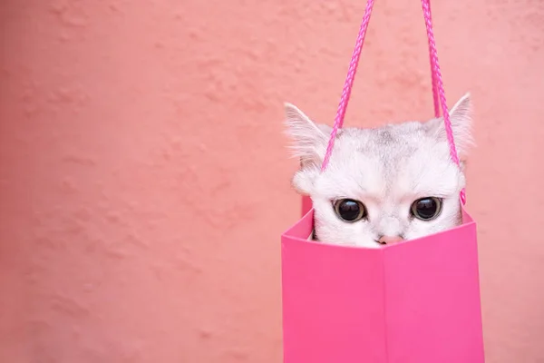 Gato encantador escondido en una bolsa de regalo y mirando seriamente a alguien. Aislado, sobre un fondo rosa. Copiar espacio. — Foto de Stock