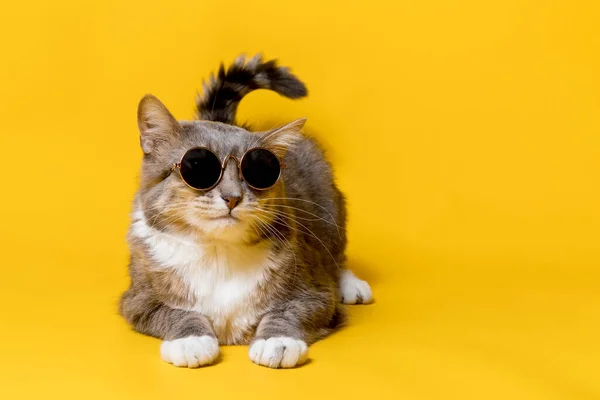 Legrační, rozkošná kočka ve slunečních brýlích, ocas nad hlavou vypadá jako pírko. Rozumím. Izolované, na žlutém pozadí. — Stock fotografie