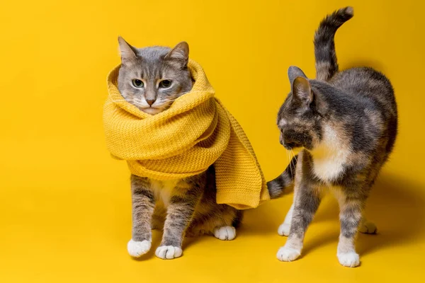 İki kedi, biri eşarplı hoşnutsuz, diğeri arkadaşına şaşkınlık ve tiksintiyle bakıyor. İzole edilmiş, sarı arka planda.. — Stok fotoğraf