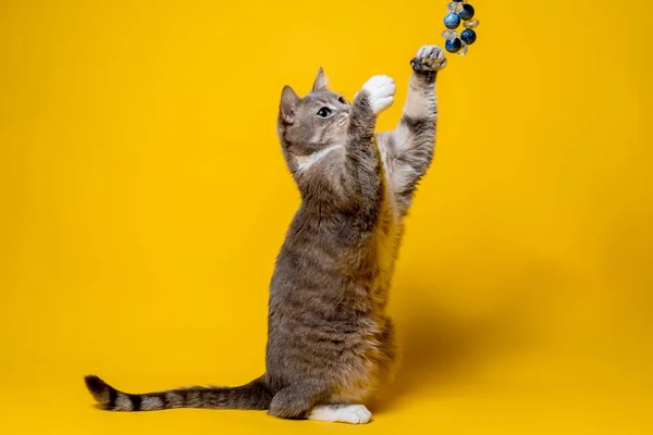 En rolig katt står på bakbenen och leker med pärlor, på en gul bakgrund. Underhållning husdjur. — Stockfoto