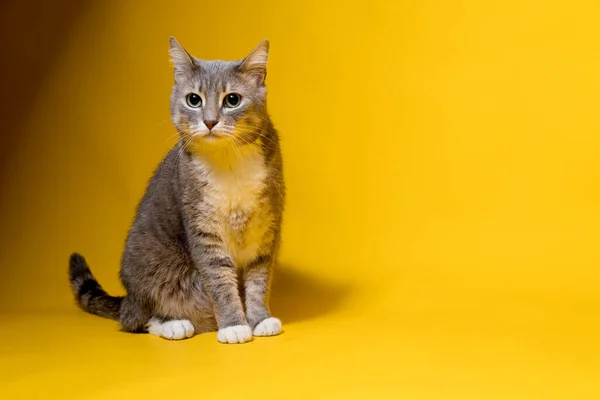 Gato preocupado senta-se em um fundo amarelo e olhando ansiosamente para a câmera. Espaço de cópia. — Fotografia de Stock