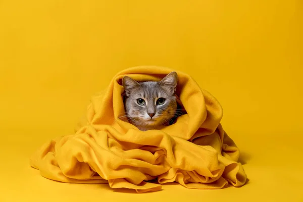 Sad cat wrapped in a warm blanket, looks at the camera. Isolated, on a yellow background. — стоковое фото