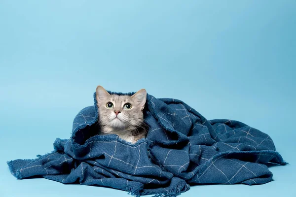 Sıcak bir battaniyeye sarılı güzel bir kedi, ilgiyle bakıyor. Uzayı kopyala Mavi arkaplan. — Stok fotoğraf