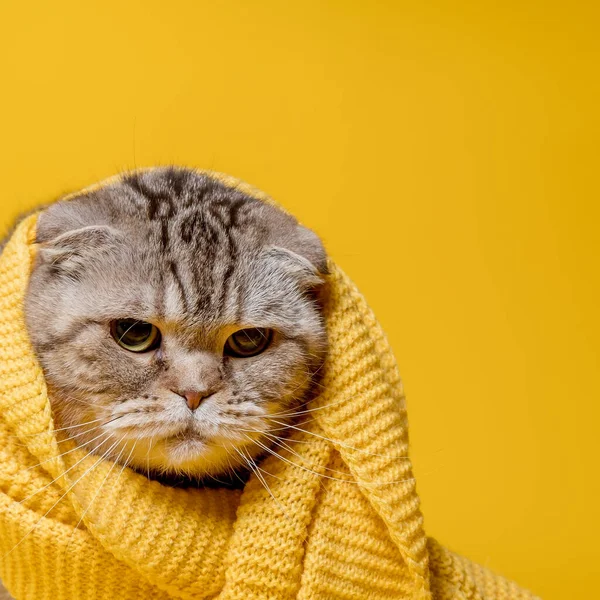 Sarı eşarplı İskoç kediyi gücendirmiş, üzgün görünüyor, parlak bir arka planda. Boşluğu kopyala. — Stok fotoğraf