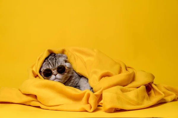 Забавная кошка в солнечных очках расслабляюще отдыхает, завернутая в теплый желтый плед, изолированная на ярком фоне. Копирование пространства. — стоковое фото